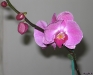 orchidea-kvet